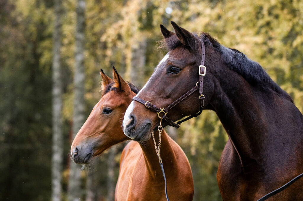 Kaksi hevosta lähikuvassa.