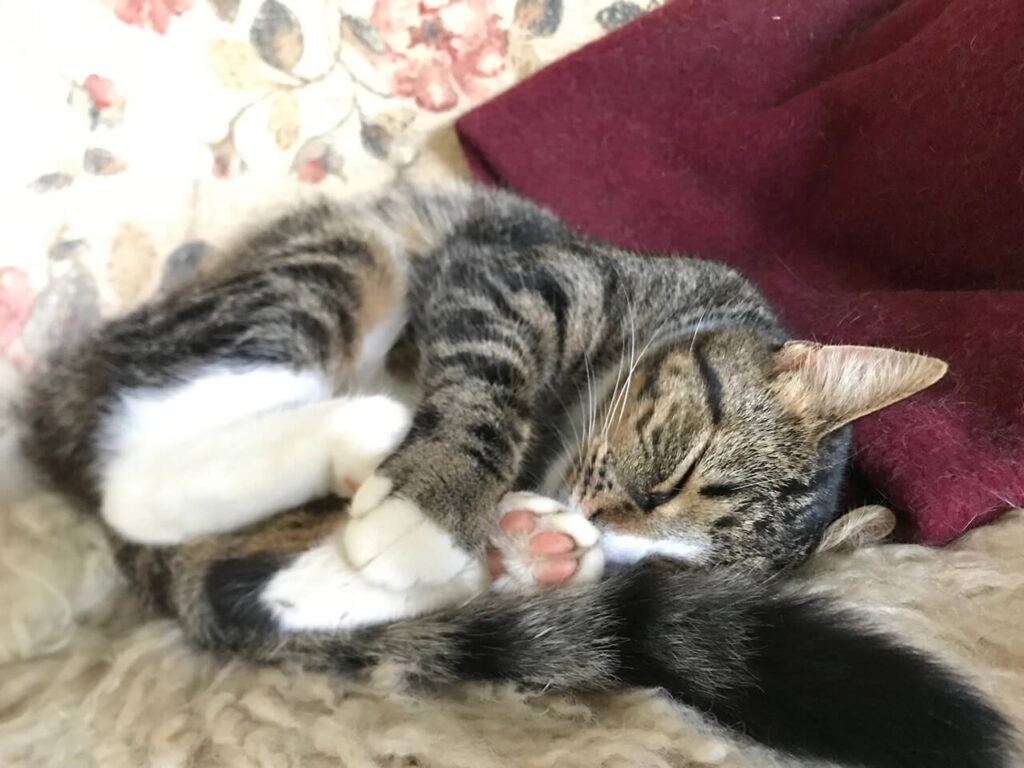 Are you looking for supplements or treatments that are microbiome-safe for your cats?